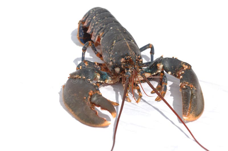 Alive lobster stock photo. Image of alive, nature, crustacean 17051536