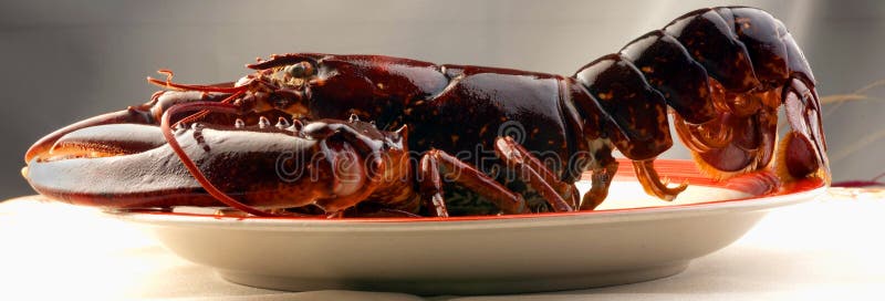 Food photography of lobster on plate. Very simple and soft lighting.