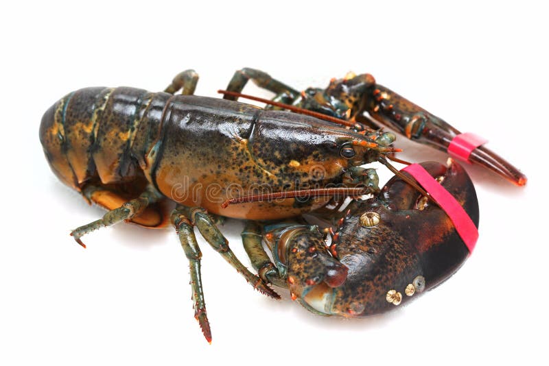 Lobster alive stock image. Image of gourmet, fresh, background 37406203