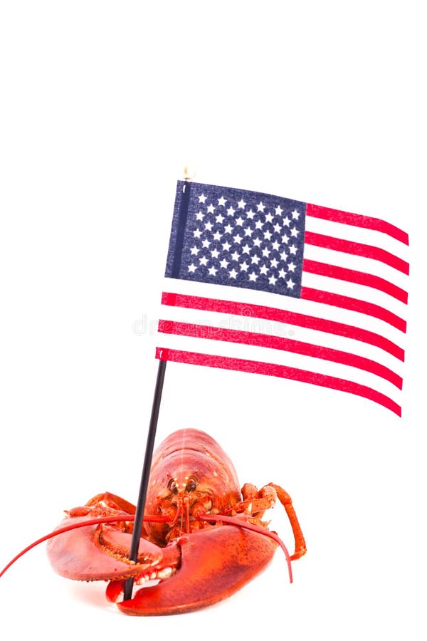 Cooked lobster is holding american flag, isolated on white. Cooked lobster is holding american flag, isolated on white