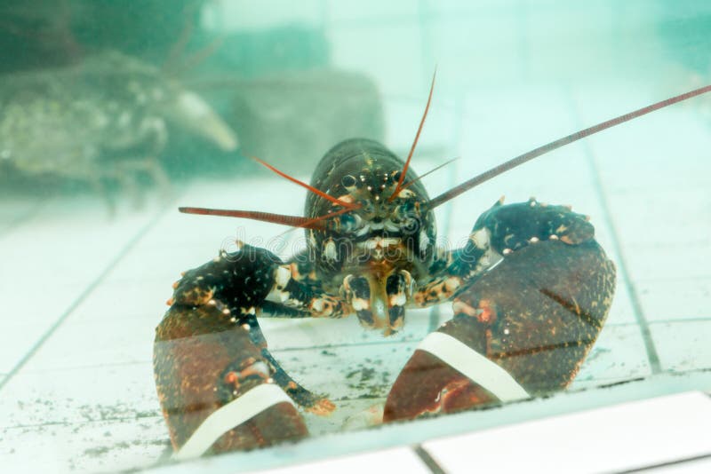 Lobster in the aquarium stock image. Image of undersea 238884383
