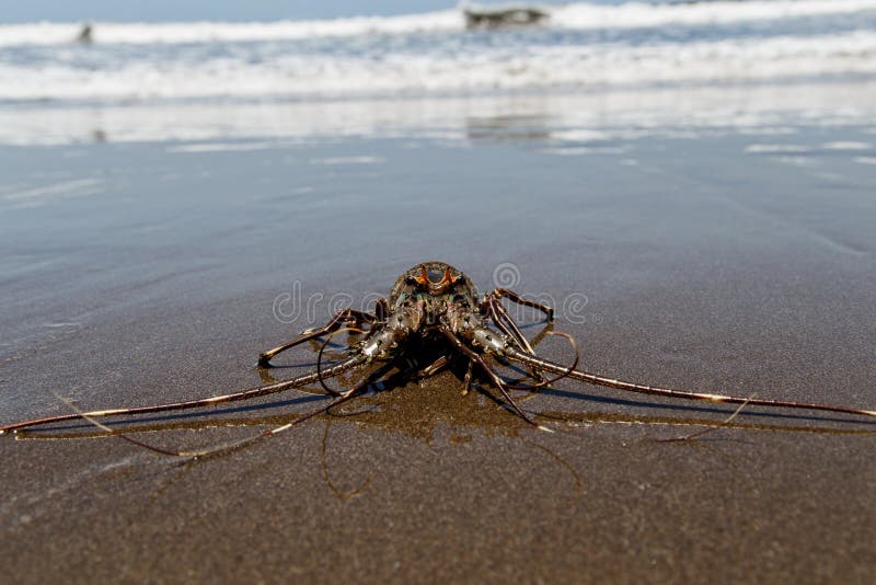 Caribbean Spiny Lobster In Natural Habitat Stock Image Image of ocean