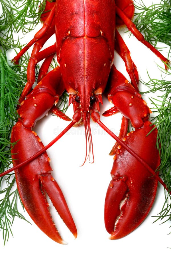 Lobster being prepped for cooking on white