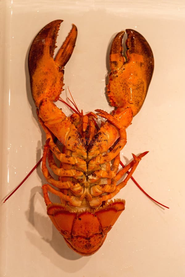 Lobster stock photo. Image of animal, shellfish, orange 35737882