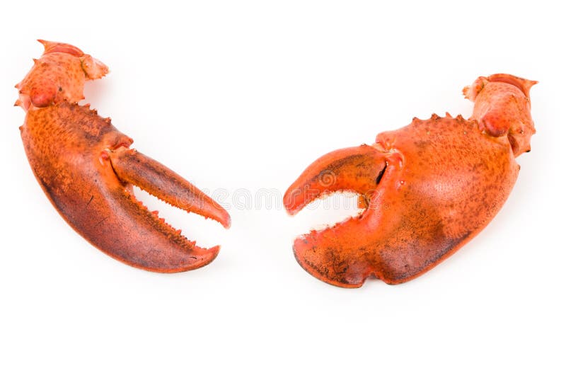 Lobster claw - vicanimfa