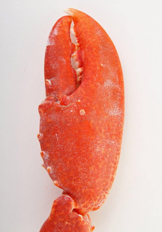 Lobster claw stock photo. Image of decapoda, lobster - 15614334