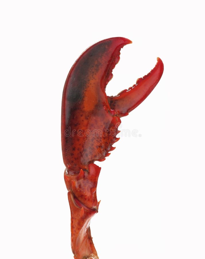 Lobster s claw stock photo. Image of shellfish, gourmet - 16957062