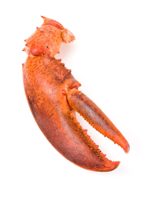 Lobster Claw stock image. Image of isolated, close, crustacean - 10273367
