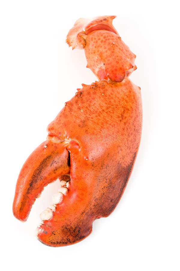 Lobster Claw stock image. Image of isolated, close, crustacean - 10273367