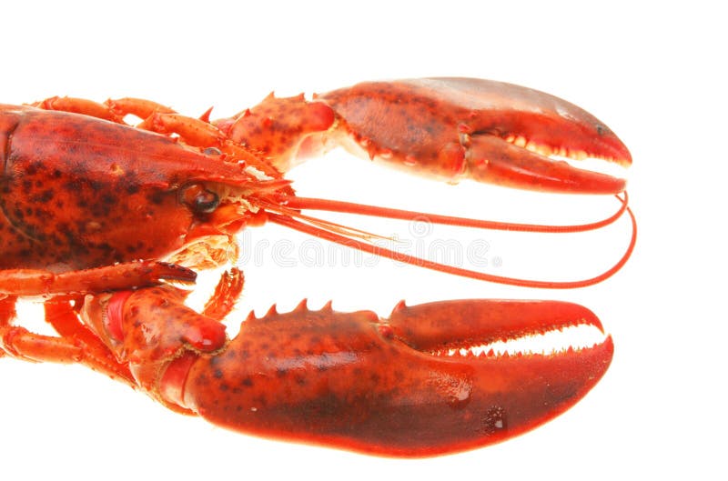 Lobster closeup stock photo. Image of head, shell, closeup 8399156