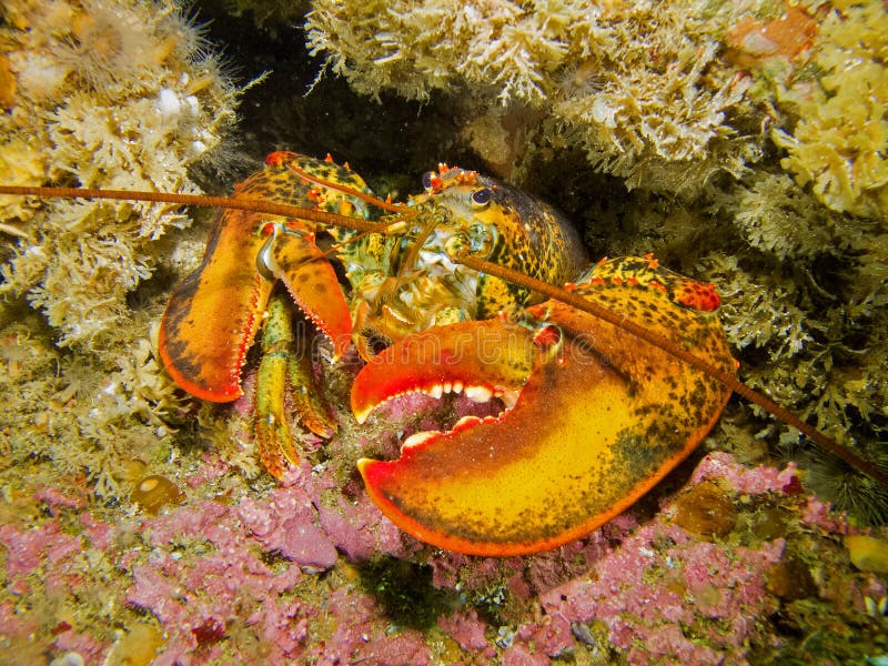Lobster in coral reef