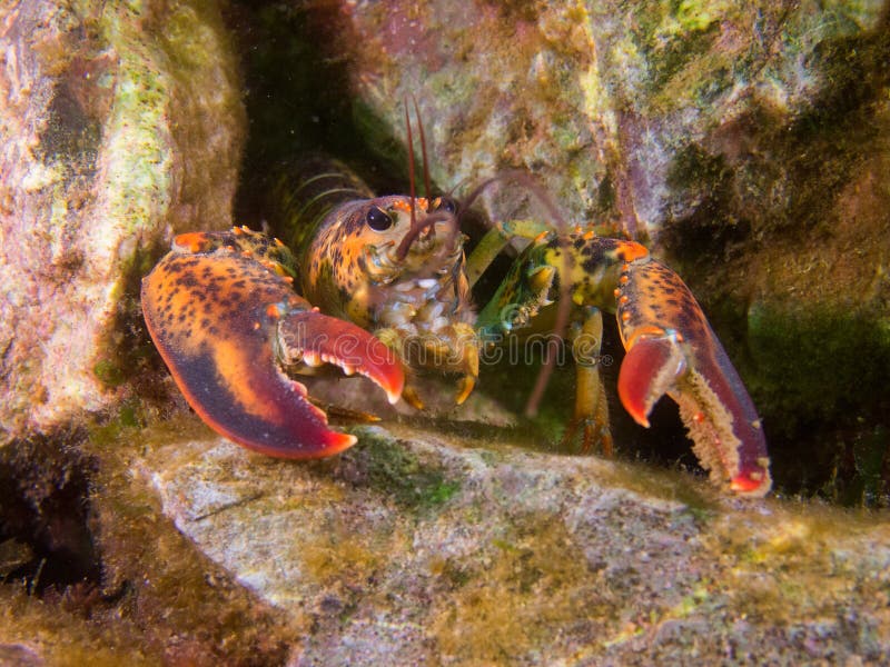 Lobster in coral reef