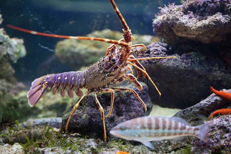 Lobster stock image. Image of ocean, animal, lobster, crustacean 8417191