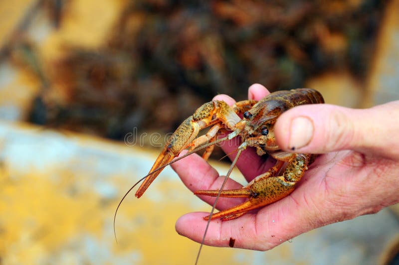lobster on hand royalty free stock photos