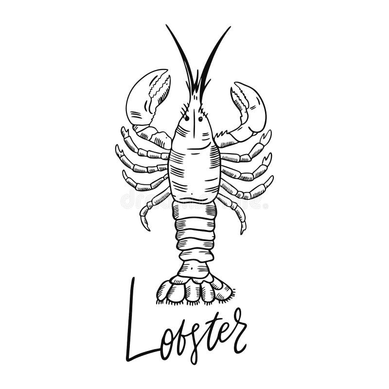 Lobster. Hand drawn vector illustration. Engraving style. Isolated on white background.