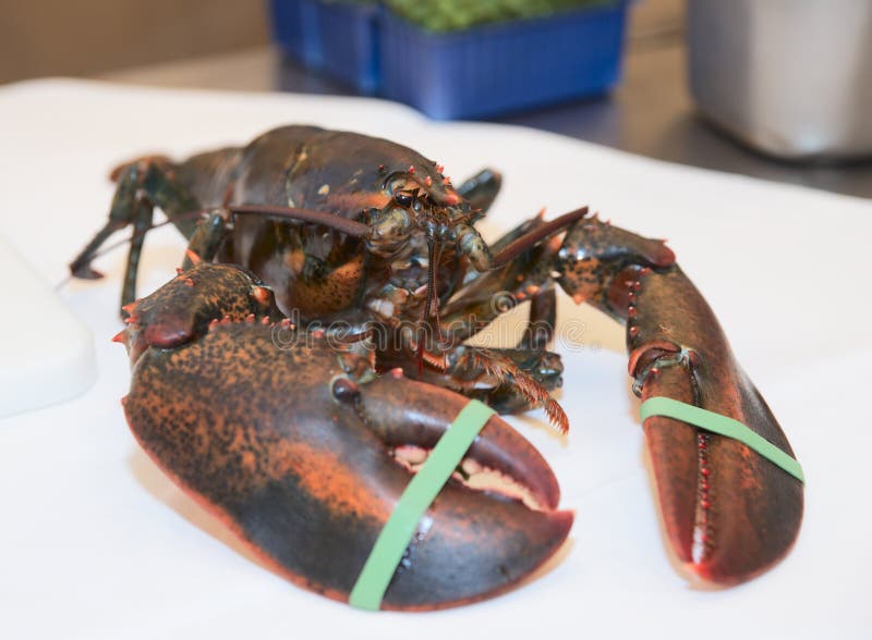Lobster on kitchen royalty free stock photo