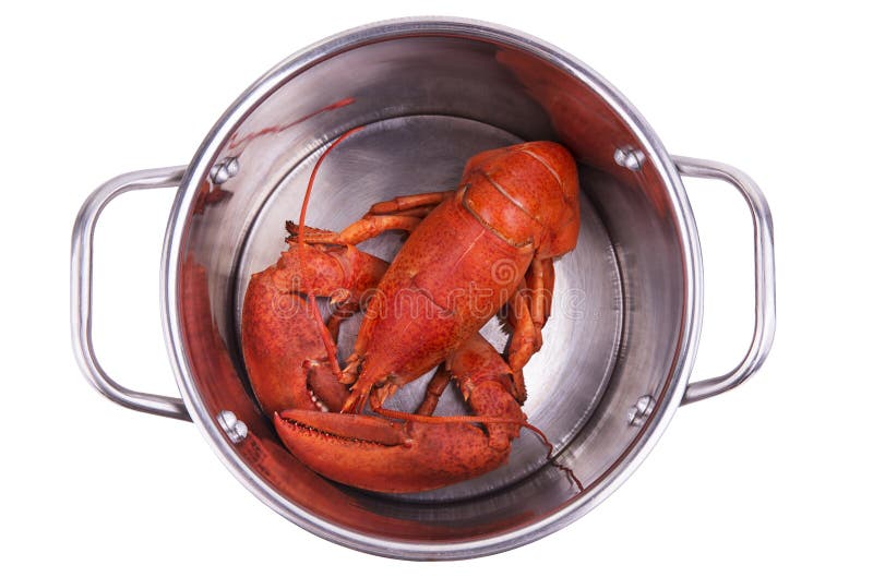Lobster in pot stock photo. Image of lobster, fresh, gourmet 45401470