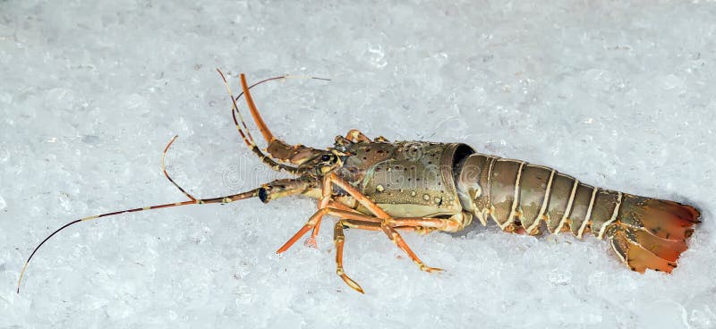Lobster Sea food. stock photo. Image of shell, nature Biology Diagrams