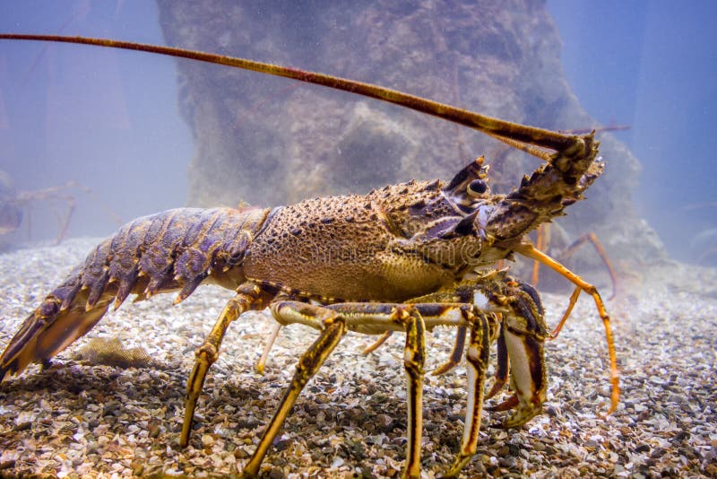 A Lobster is Walking on the Beach Stock Photo Image of underwater