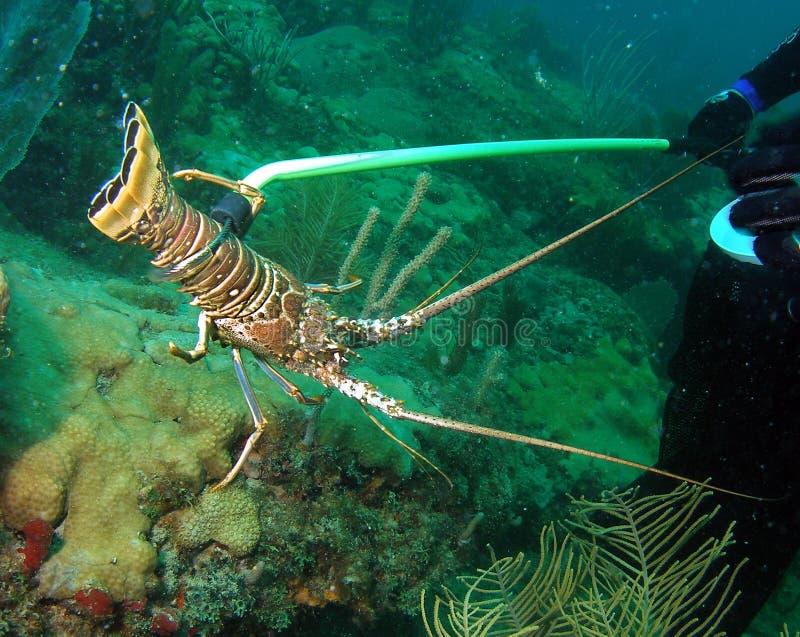Florida Lobsters stock photo. Image of water, underwater 11889508