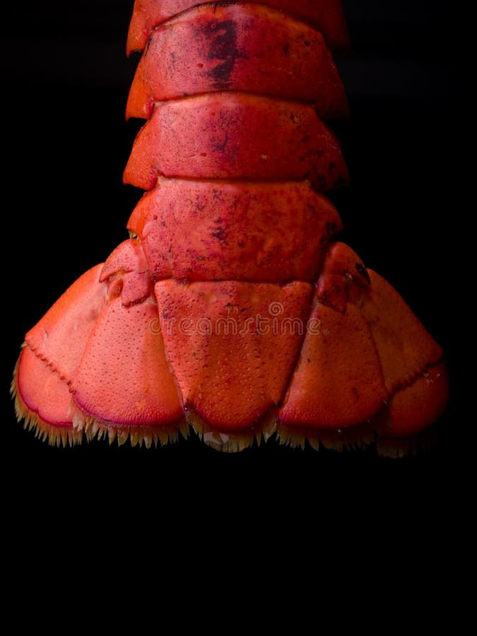 Lobster Tail