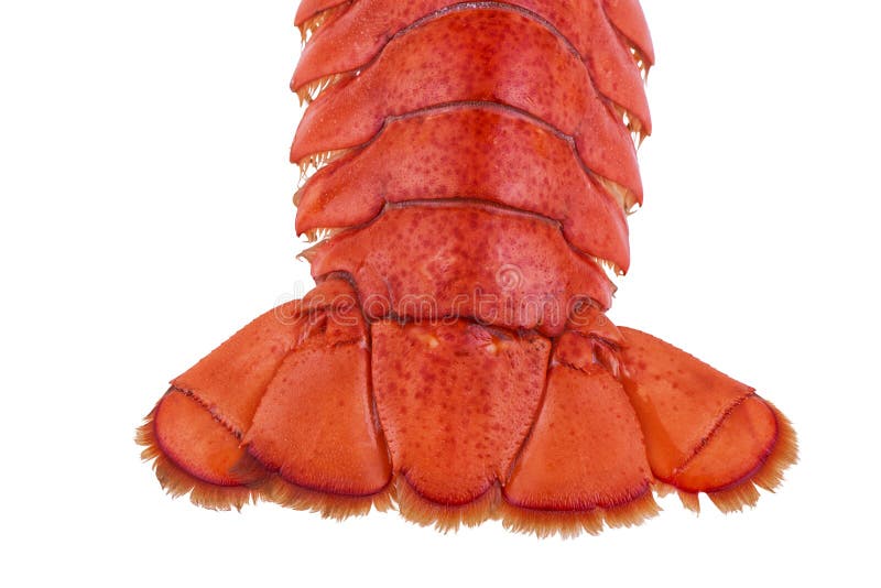 Lobster Claw stock image. Image of isolated, close, crustacean 10273367