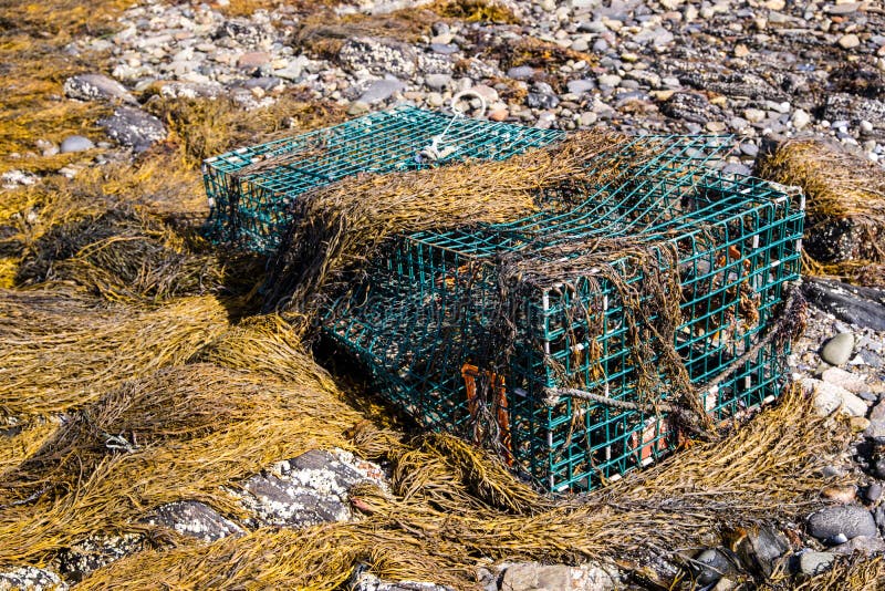 Lobster Trap in Seaweed stock image. Image of barge, seacoast - 66145781