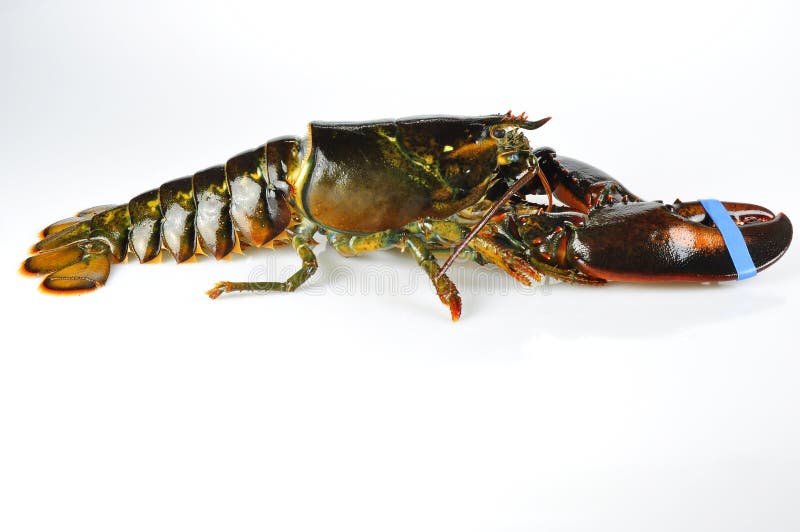 Lobster on white royalty free stock photography