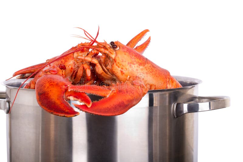 Lobsters embracing in pot stock image. Image of food 23115845