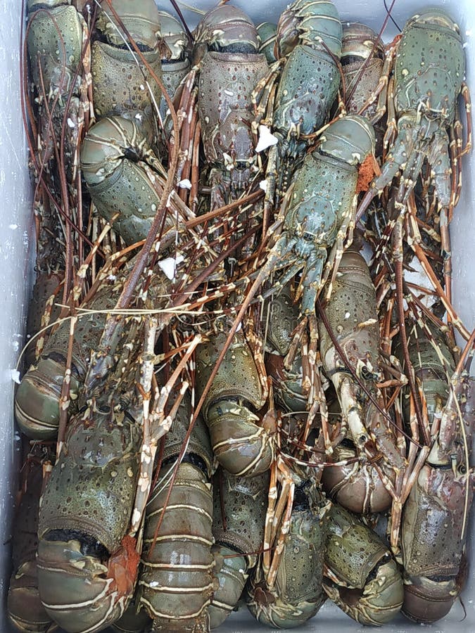 Lobsters and fish stock photo. Image of marine, luxury 1588666