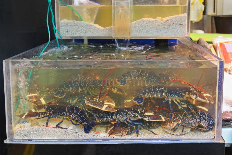 Live Lobsters in a Holding Tank Stock Photo Image of captive, alive