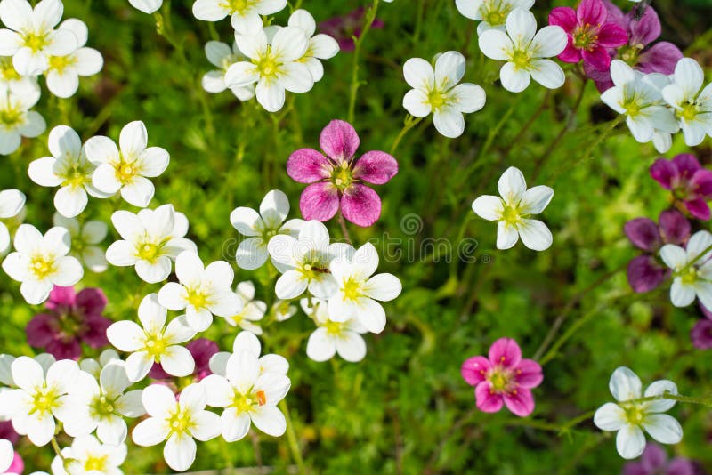 lobularia, alyssum kwitnie w kwiatu łóżku Dekoracyjne rośliny ogród botaniczny zdjęcie stock lobularia, alyssum kwitnie w kwiatu łóżku Dekoracyjne rośliny ogród botaniczny zdjęcie stock