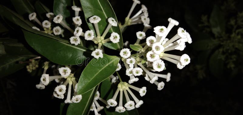 Cestrum Diurnum With White Flowers In Nature Stock Image Image Of Background Green Cestrum Diurnum With White Flowers In Nature Stock Image Image Of Background Green