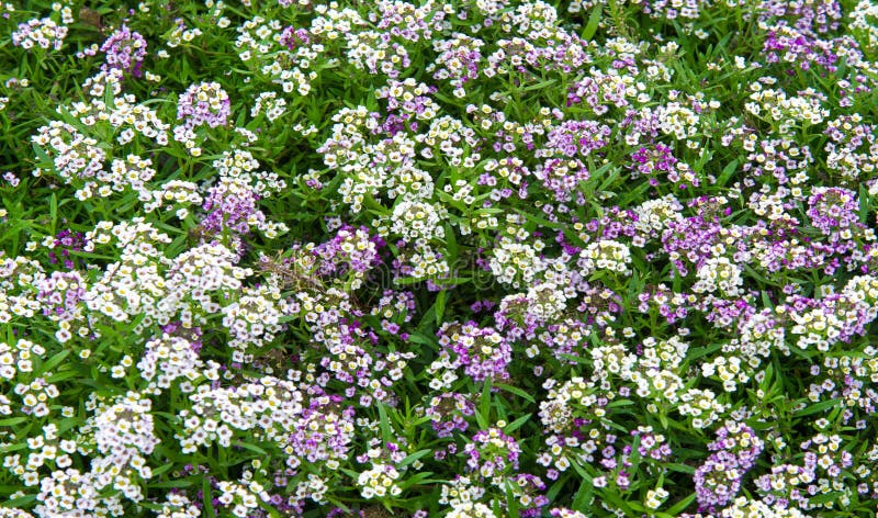 Lobularia Snow Princess Sweet Alyssum.  is a delicate carpet of tiny flowers with a subtle, sweet scent. The low-growing foliage is covered by flowers for much of the growing season