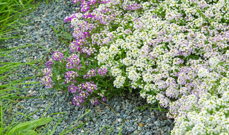 Lobularia Snow Princess Sweet Alyssum.  is a delicate carpet of tiny flowers with a subtle, sweet scent. The low-growing foliage is covered by flowers for much of the growing season