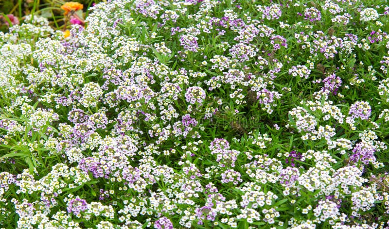 Lobularia Snow Princess Sweet Alyssum.  is a delicate carpet of tiny flowers with a subtle, sweet scent. The low-growing foliage is covered by flowers for much of the growing season