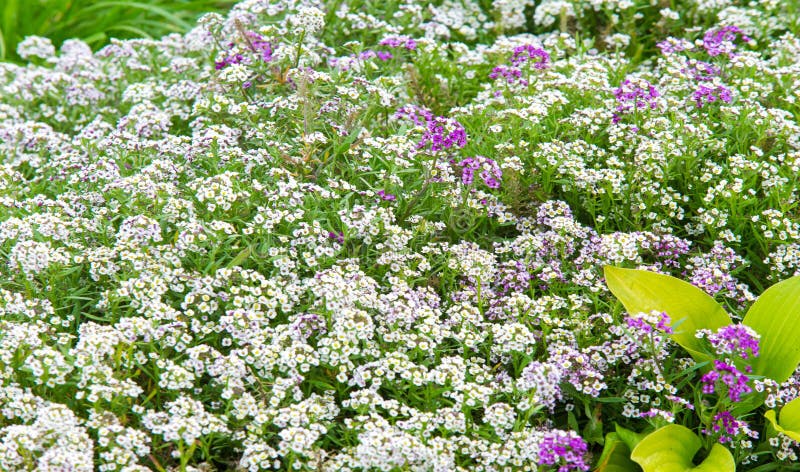 Lobularia Snow Princess Sweet Alyssum.  is a delicate carpet of tiny flowers with a subtle, sweet scent. The low-growing foliage is covered by flowers for much of the growing season