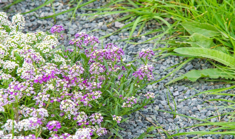 Lobularia Snow Princess Sweet Alyssum.  is a delicate carpet of tiny flowers with a subtle, sweet scent. The low-growing foliage is covered by flowers for much of the growing season