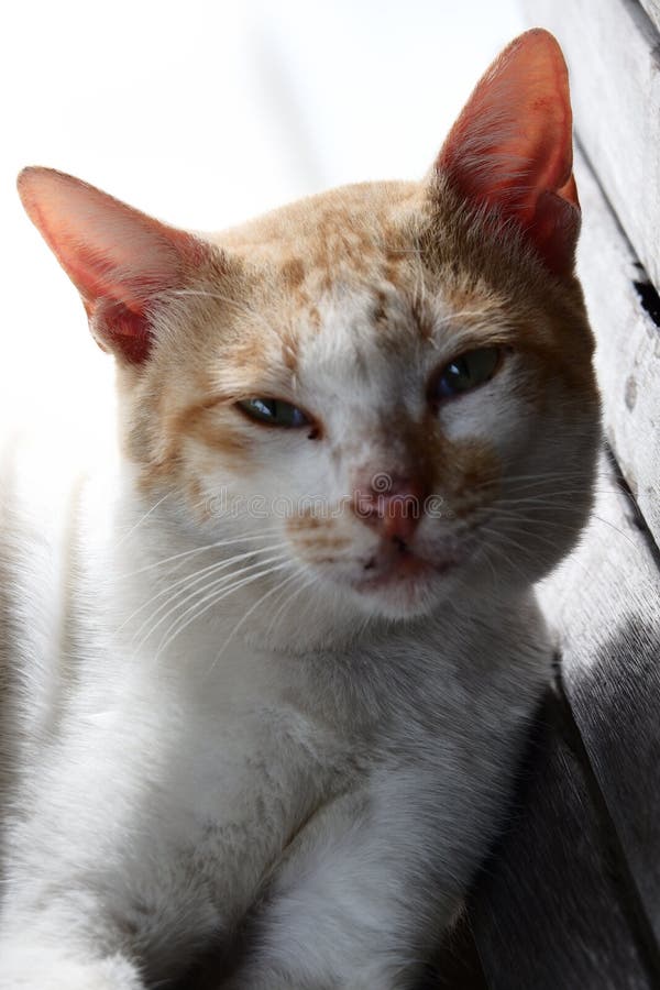 Local Cat, Kalimantan, Indonesia Stock Image Image of nose, mammal