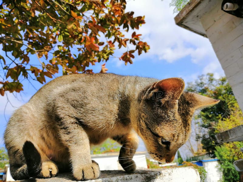 Local cat stock photo. Image of local, generations, pakistani 134185270
