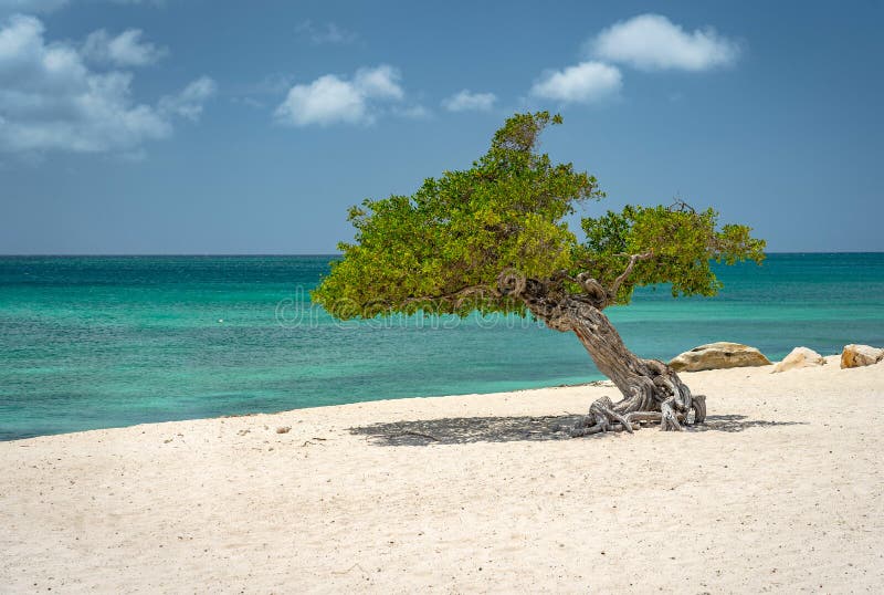 Local divi tree at Eagle Beach, Aruba stock image Local divi tree at Eagle Beach, Aruba stock image
