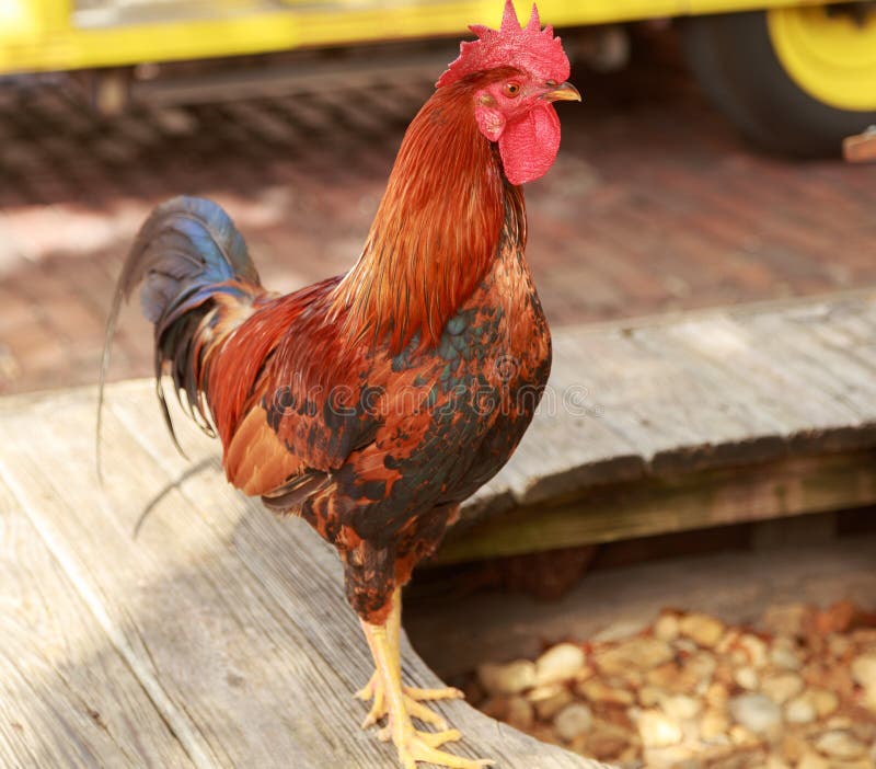 Collection 32+ Wallpapers what kind of chickens are in key west Sharp Collection 32+ Wallpapers what kind of chickens are in key west Sharp