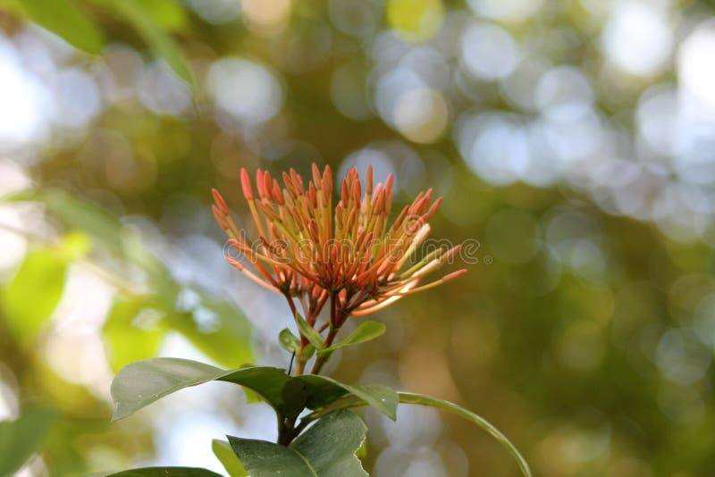 Ixora coccinea native to tropical south-east Asia, Southern India and Sri Lanka. It has become one of the most popular flowering shrubs in gardens and landscapes in South Florida, USA. Ixora coccinea native to tropical south-east Asia, Southern India and Sri Lanka. It has become one of the most popular flowering shrubs in gardens and landscapes in South Florida, USA