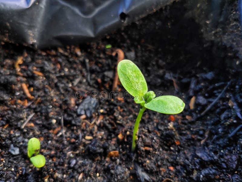Sunflower Germination Process Stock Photos Free & RoyaltyFree Stock