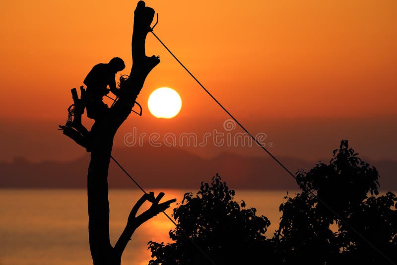 Local tree climber is cutting a branch by hand saw, Red sky suns stock photography