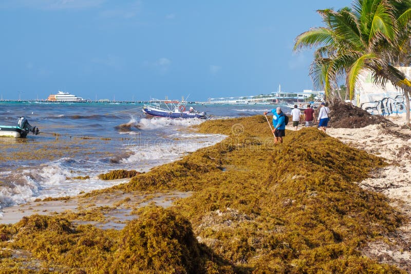 Local Workers Cleaning the Beach of Seaweed at Playa Del Carmen