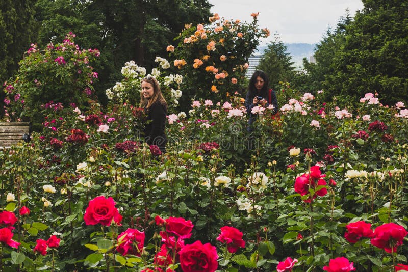 Locali che osservano le rose a Rose Test Garden internazionale immagini stock libere da diritti Locali che osservano le rose a Rose Test Garden internazionale immagini stock libere da diritti