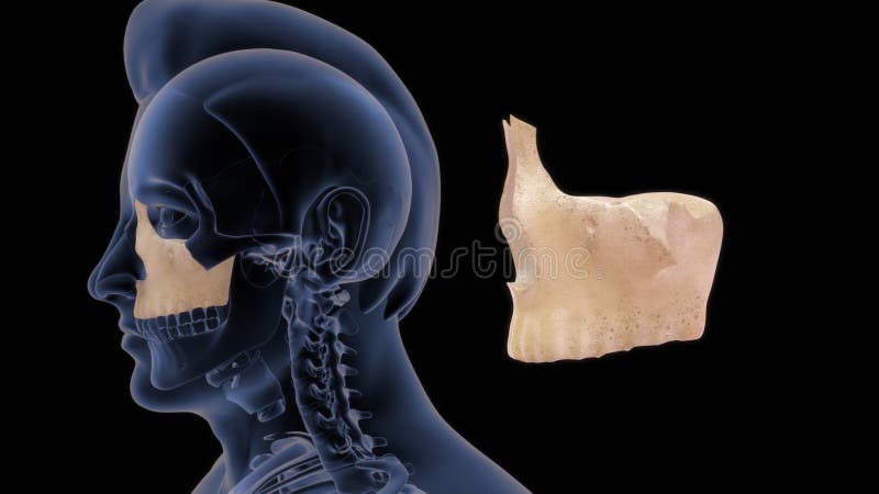 Localização Do Osso Da Maxila No Ser Humano Ilustração Stock