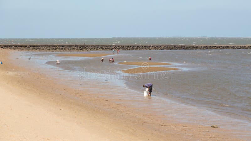 Locals que recolhem o marisco ao longo da praia imagem de stock Locals que recolhem o marisco ao longo da praia imagem de stock