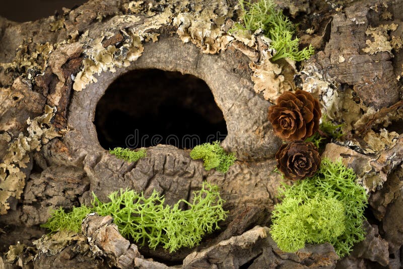 Dark hole with copy space in a tree trunk. Dark hole with copy space in a tree trunk